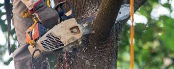 How Our Tree Care Process Works  in  Highland Village, TX