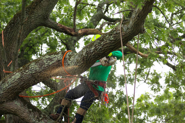 Lawn Watering Services in Highland Village, TX