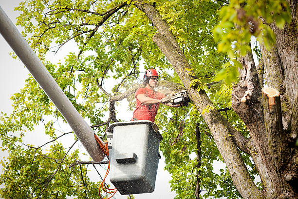 Leaf Removal in Highland Village, TX